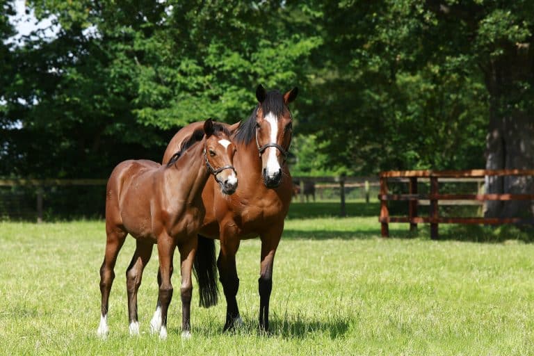 Sigma appointed to build mobile app for world renowned horse breeder 