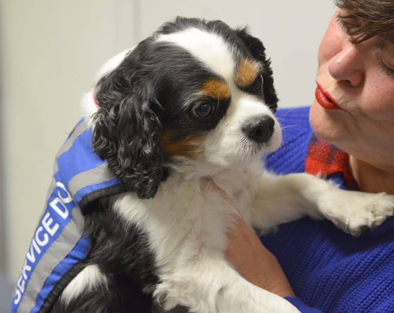 The Dogtor will see you now: new scheme bowwows students