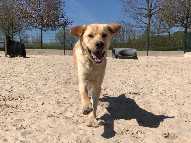 Looking for a life-changer? Foster for Guide Dogs!