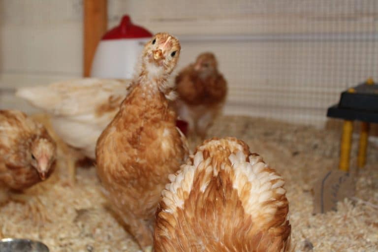 Rochdale’s Crossroads Together Social Hens Project receives eggs-tremely generous donation from Pets Choice