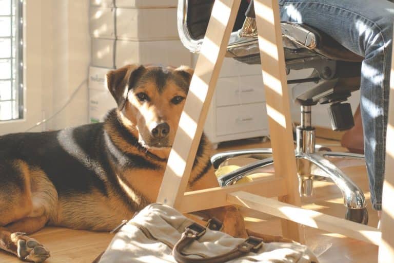 One in five Manchester workplaces allow pets in the office