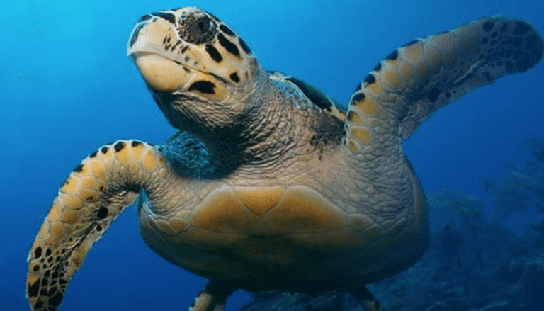£400k investment in Sea Life Manchester & Legoland Discovery Centre Manchester