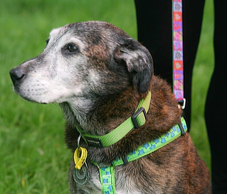 Webbox Natural supports fundraising event for abandoned and stray dogs