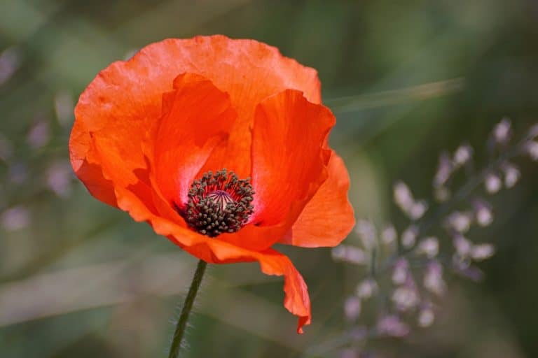 Manchester to remember the fallen with Remembrance Sunday ceremony and parade to take place on 13 November 2022
