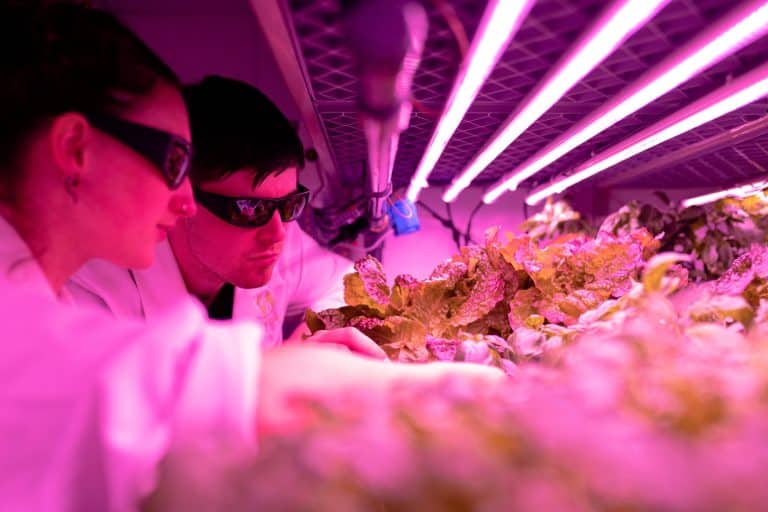Owner of Manchester-based vertical farming business wins sustainability award