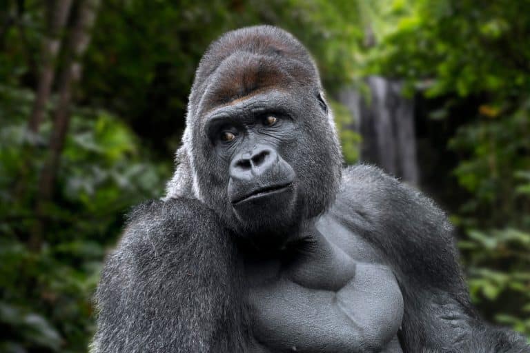 Manchester PPC agency adopts 50 Gorillas