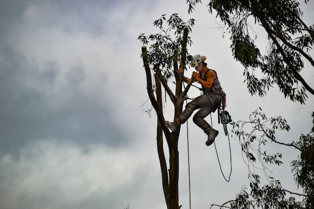 Local Emergency Tree Surgeon in Manchester