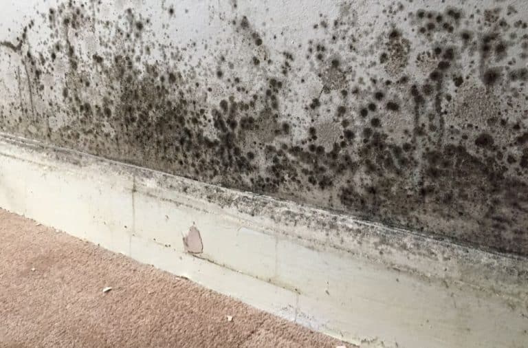Rising Awareness of Mould Problems in the UK Spurs Homeowners and Tenants to Address Concerns