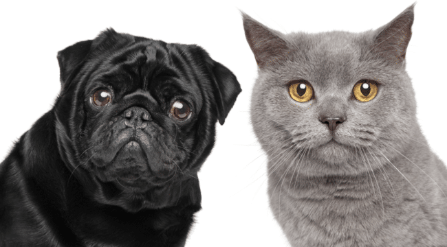 New Central Database Simplifies Adoption of Rescue Dogs and Cats