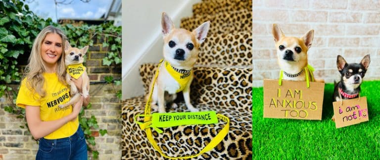 “Promoting Pooch Wellbeing: Chilli Chihuahua Advocates for Canine Mental Health”