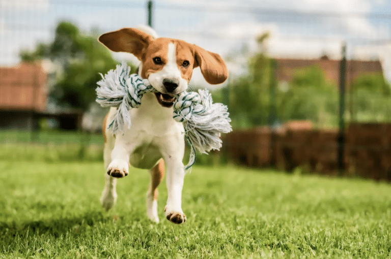 Leading Bespoke Residential Dog Trainers, Platinum K9, Share Expert Tips to Manage Excessive Dog Barking