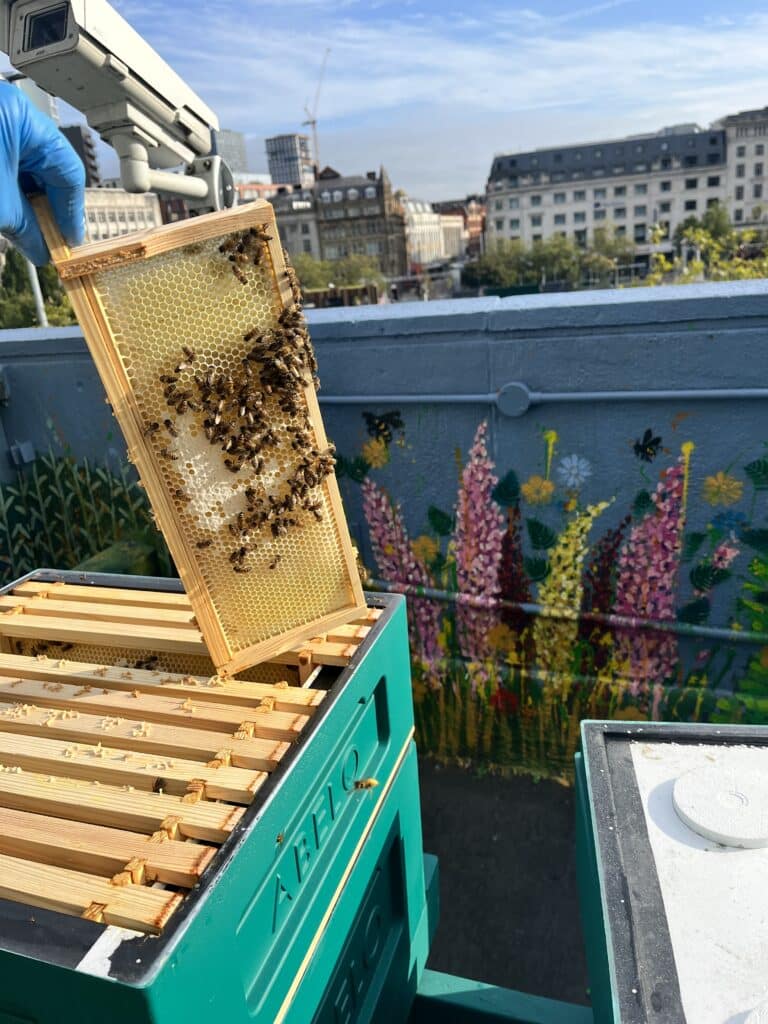 City Tower unveils apiary to support bee pollination across Manchester