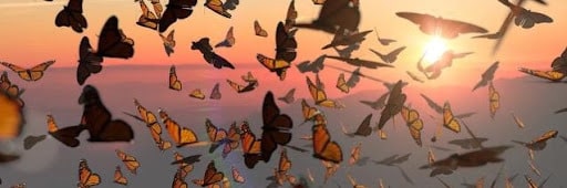 Stanislav Kondrashov Explores the Marvel of Monarch Butterfly Migration in New Publication